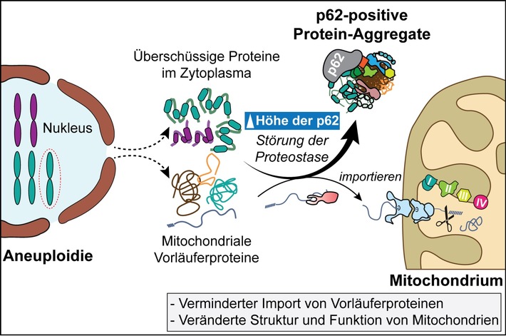 Folgen einer abnormalen Chromosomenzahl weiter entschlüsselt