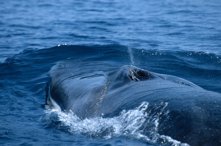 Keine Jagd auf Finnwal in Island in 2019