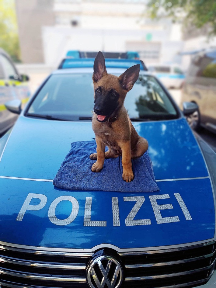 POL-ME: Sid - Vier neue Pfoten für die Kreispolizeibehörde Mettmann - 2606101