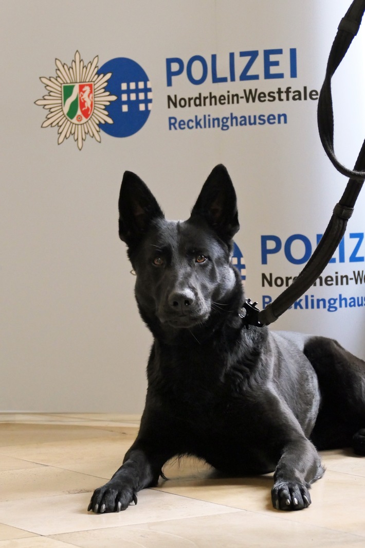 POL-RE: Waltrop/Herten: Polizeihund findet und stellt Tatverdächtige