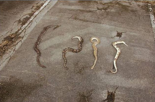 POL-HI: Vier Schlangen ausgesetzt- Zeugenaufruf