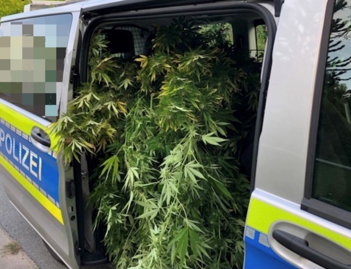 POL-MI: Polizei stellt über zwei Meter hohe Cannabispflanzen sicher