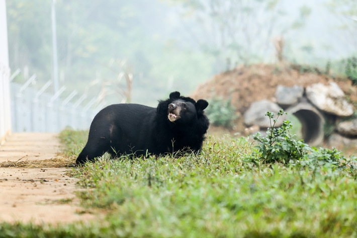 Vietnam: Gerettete Bärin kann ohne Vorderpfoten laufen