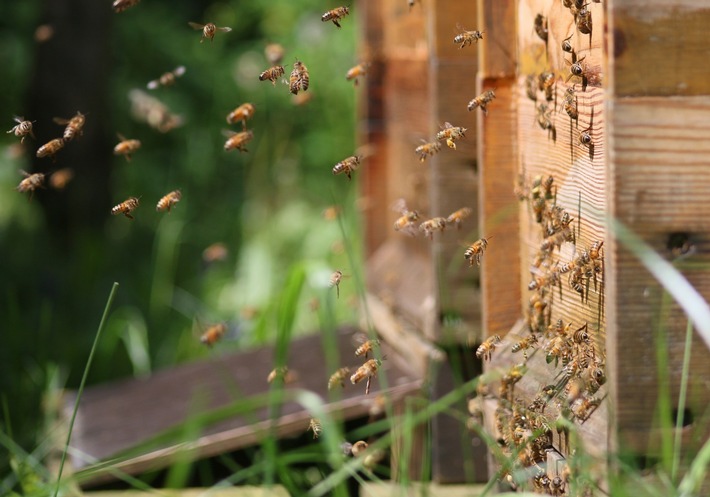 Fette Bienen leben länger: Blühflächen für Pollenversorgung jetzt wichtig