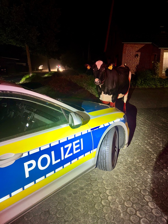 POL-STD: Tierischer Einsatz in der vergangenen Nacht - freilaufende Kuh nach Hause begleitet