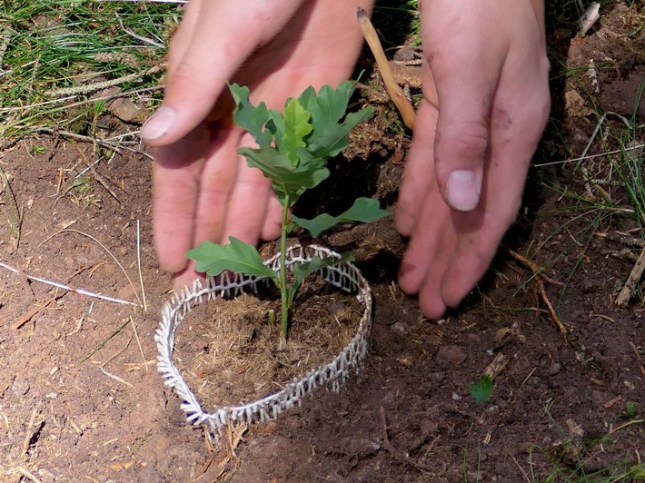 Sommerpflanzung mit innovativen Eichen-Netzlingen im Thüringer Wald