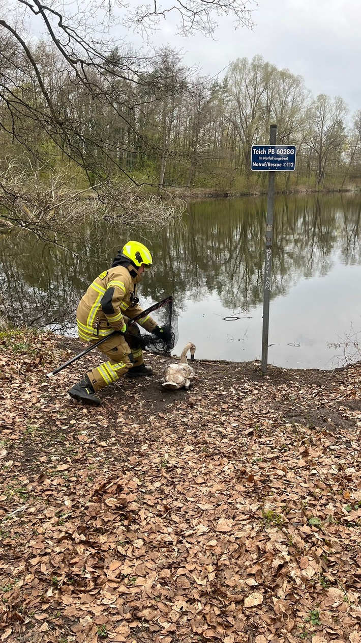FW Paderborn: Feuerwehr Paderborn rettet Schwan aus Gleisbereich - Lebensgefahr oft unterschätzt.