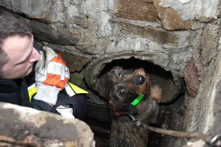 FW-E: Kleiner Hund sorgt für große Aufregung, zwölfjährige Dackeldame &quot;Ella&quot; verschwindet im Untergrund