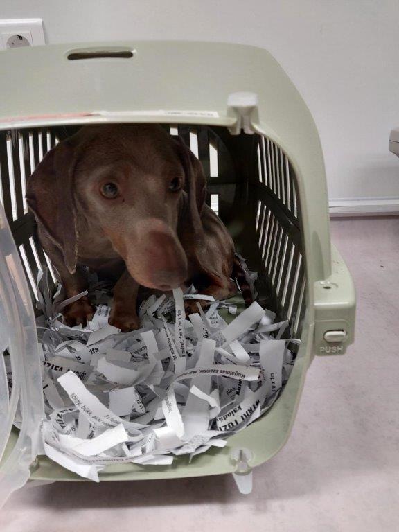 BPOLI BHL: Hundetransport an Grenze gestoppt