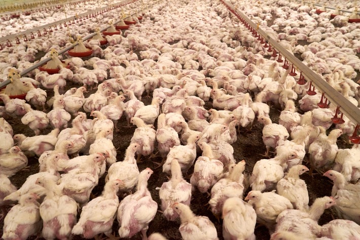 Face à la résurgence de la grippe aviaire, l’abattage massif d