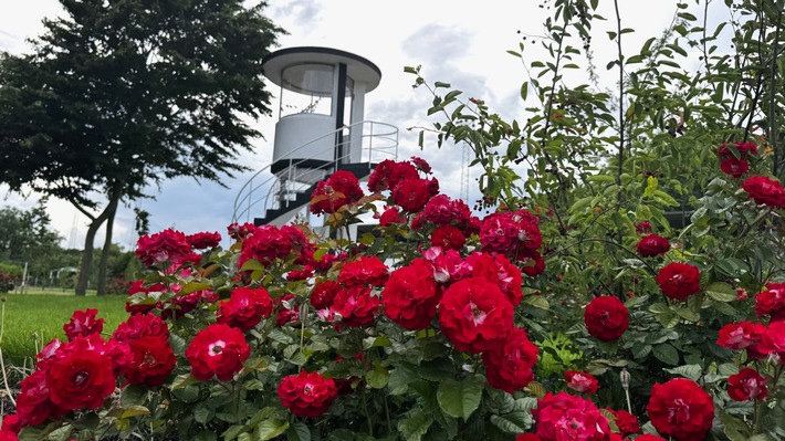 Jetzt ziehen die Sommerblumen ein: Blütenwechsel auf der LAGA Neuss