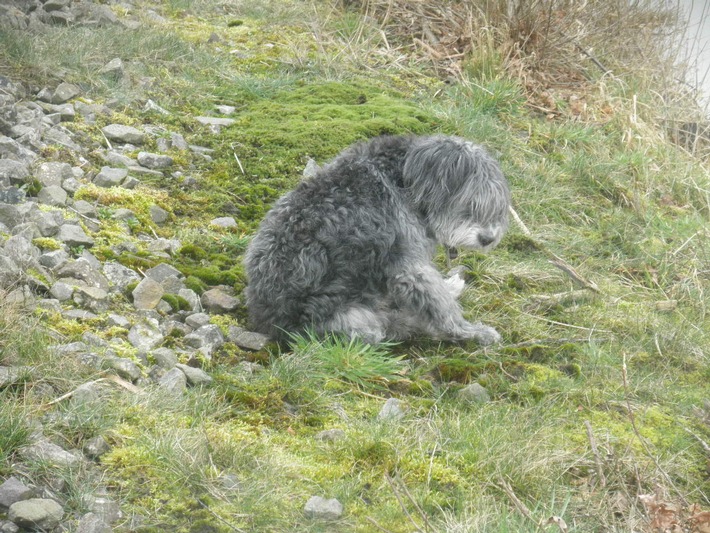 BPOL-HB: Hund im Glück: "Herr Heinz ist wieder da!"