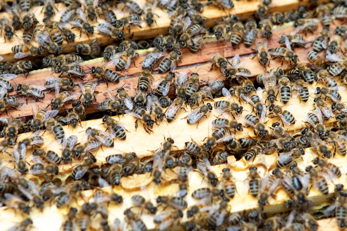 Honig am Krankenhaus: Helios Klinikum Berlin-Buch wird Bienenpate