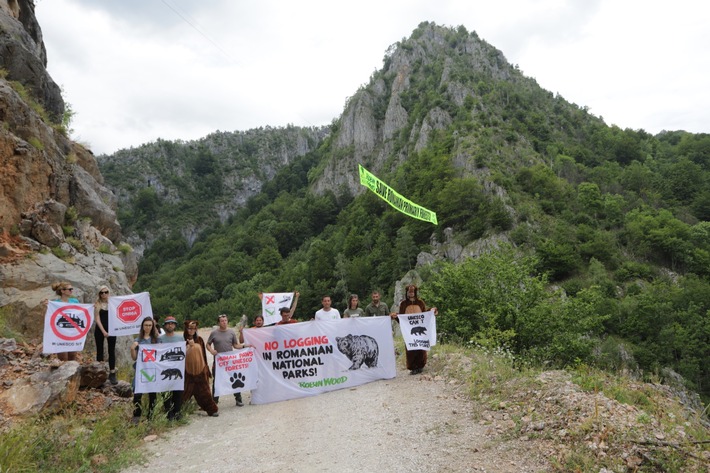 Spektakuläre Kletteraktion zum Schutz der Urwälder in den rumänischen Karpaten