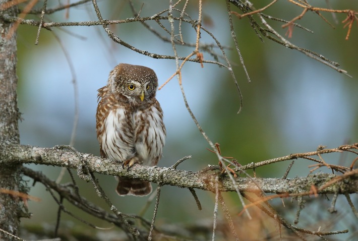 Hessens Vogelstimmen: Hör mal, wer da singt - Luftmessnetz Hessen unterstützt beim Vogelstimmen-Monitoring