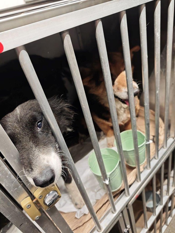 HZA-A: Zoll stoppt Hundetransport