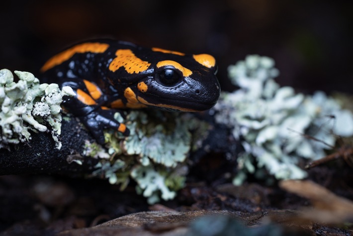 Engagiert für die Rettung des Feuersalamanders - Tagung des vom HLNUG geförderten Feuersalamander-Artenschutzprojekts an der JLU am 1. November 2025