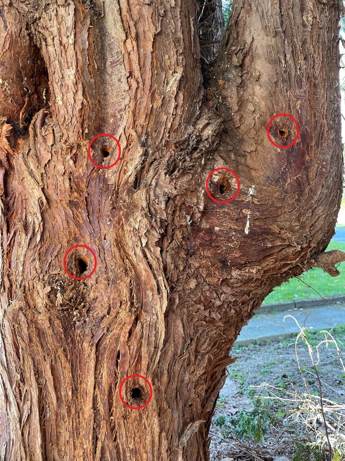 POL-BI: Baum angebohrt und "vergiftet"