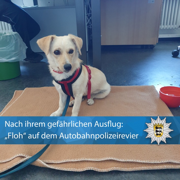 POL-KA: (KA) Karlsruhe - Echtes Happy End: Hund sorgt für kurze Vollsperrung auf der A8 und wird von Polizist adoptiert