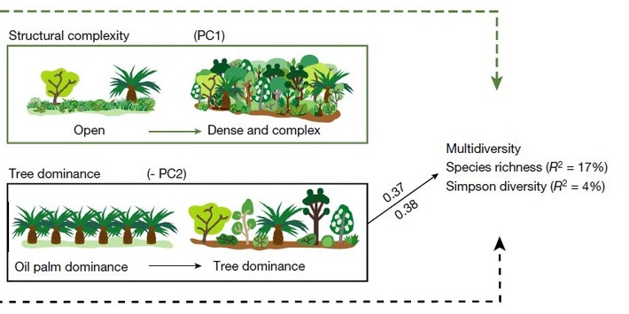 Palmöl &amp; Artenschutz lassen sich vereinen - Auswertung Langzeitversuch heute in nature