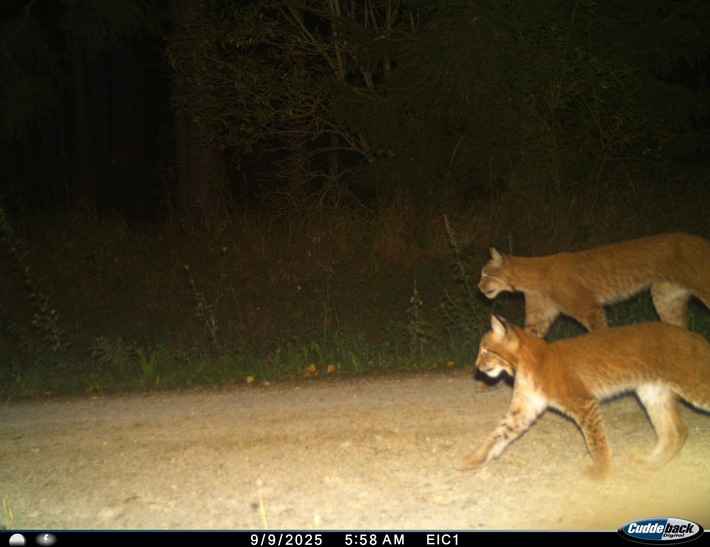 ++ ​BUND Thüringen meldet Luchs-Nachwuchs ++