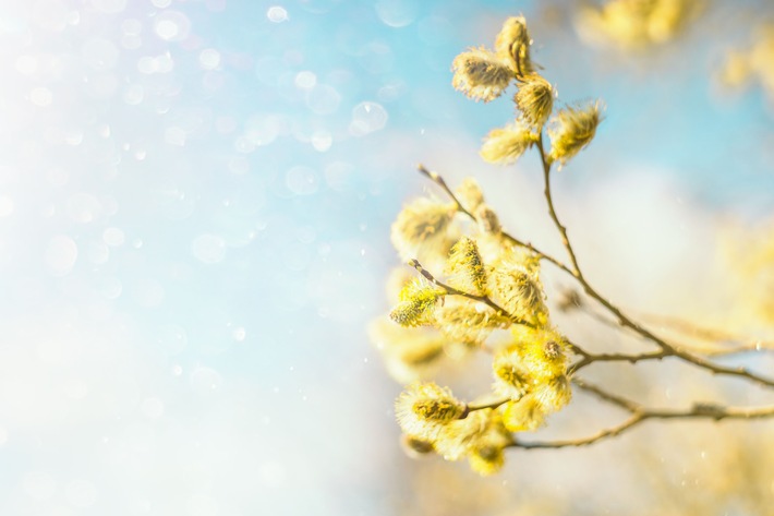 Pollenallergie und Diabetes - eine gefährliche Kombination / Heuschnupfen kann die Zuckerwerte erhöhen. Menschen mit Diabetes sollten sich deshalb gut gegen die bevorstehende Allergiesaison wappnen