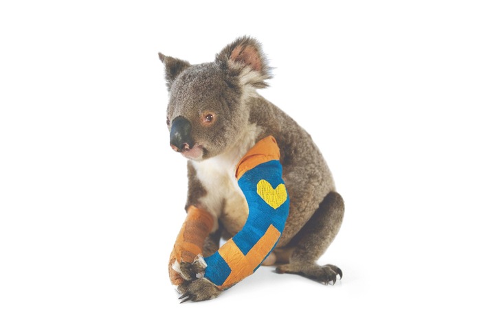 Kleiner Koala, was nun? (BILD)