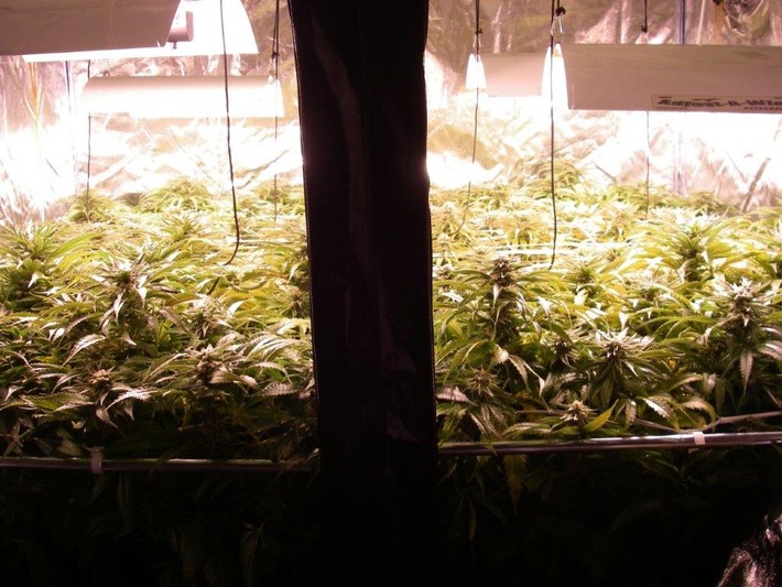 POL-DN: Cannabis-Plantage entdeckt