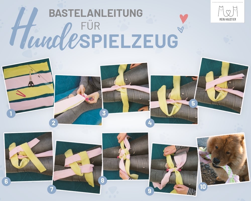 Verwöhnprogramm für den Hund am Liebe-Dein-Haustier-Tag