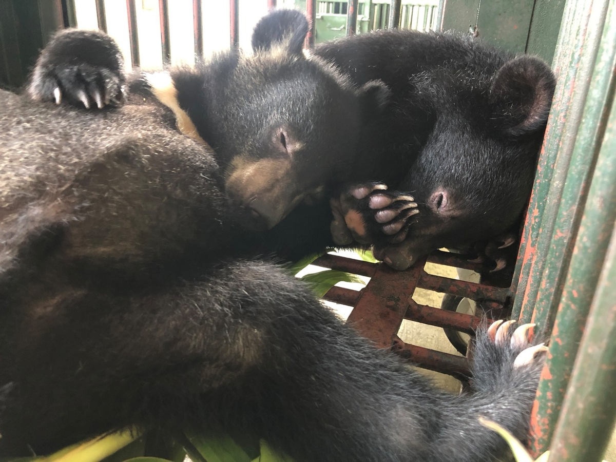 VIER PFOTEN rettet zwei Bärenjunge aus illegalem Wildtierhandel in Vietnam