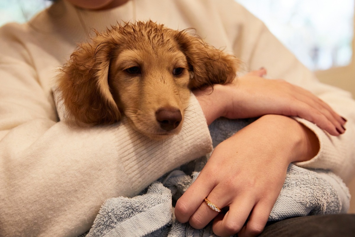 Der Online-Kauf von Hunden birgt hohe Risiken