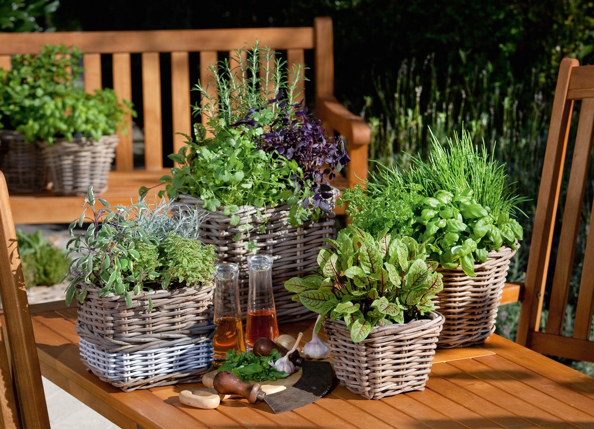 Kräuteranbau leicht gemacht / toom Baumarkt gibt Tipps für den kulinarischen Start in die Gartensaison