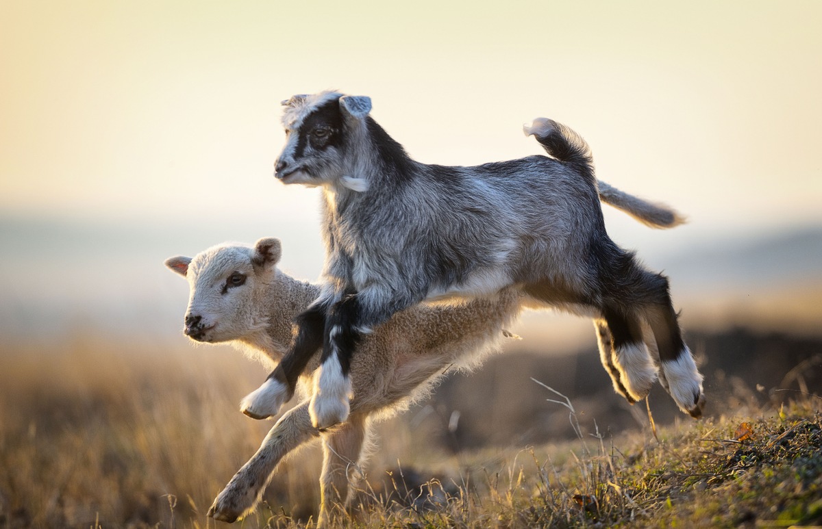 Breuninger adopte une politique globale de protection animale / Utilisation durable des matières d’origine animale