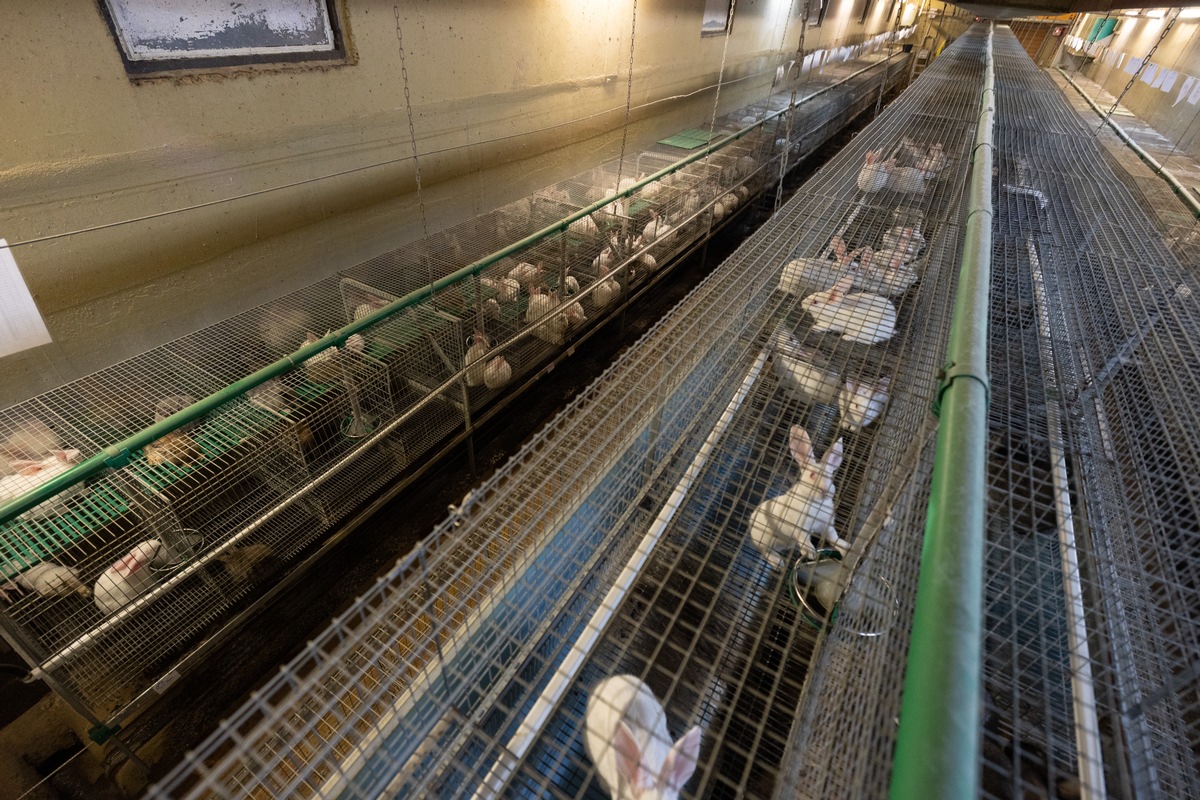 Dt. Tierschutzbüro gewinnt gegen größten Kaninchenzüchter Deutschlands, Dr. Zimmermann GbR, vor OLG Stuttgart und darf Firmennamen wieder nennen - Verfügung wird aufgehoben - Bilder zeigen Tierquälerei