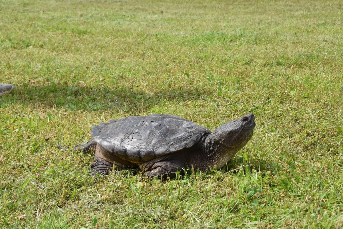 Tierschutzzentrum PM - Weidefeld nimmt Schnappschildkröte auf