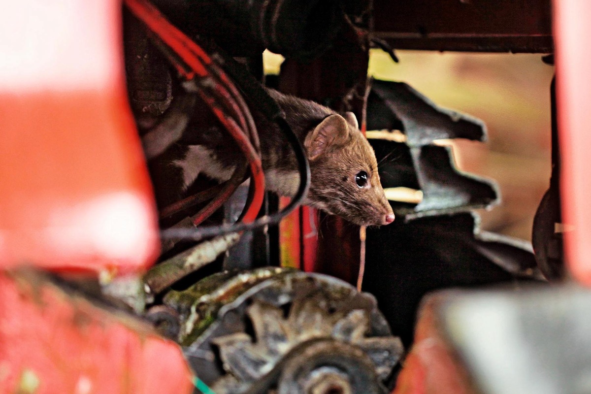 AUTO BILD-Reportage: Marder knabbern im Auftrag der Autoindustrie