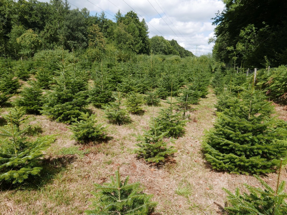 O Tannenbaum, wie grün bist du?