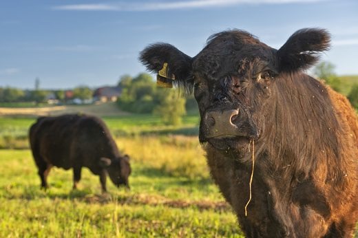 PM Galloway-Rinder im Einsatz für den Naturschutz: Start eines extensiven Beweidungsprojekts in der Weiherlandschaft bei Überlingen-Lippertsreute