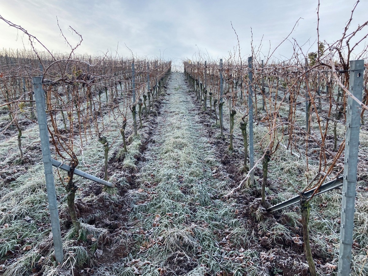 Pressemitteilung: Winter im Weinberg