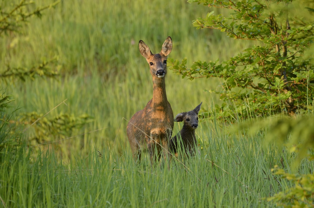 Nabu und ÖJV wollen 1,5 Mio. Rehe mehr schießen: Bayerische Jäger wehren sich