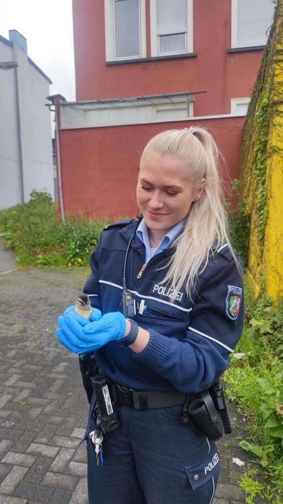 POL-MK: Tierischer Einsatz - Entenküken aus Gully befreit