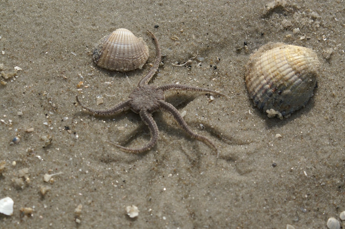 PM Unbekannte Strandfunde und kuriose Kreaturen // Pressefahrt