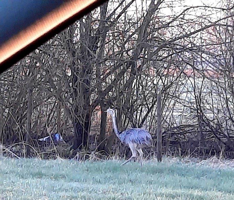 BPOL-F: Ein tierischer Einsatz - Emu auf Abwegen behindert Bahnverkehr