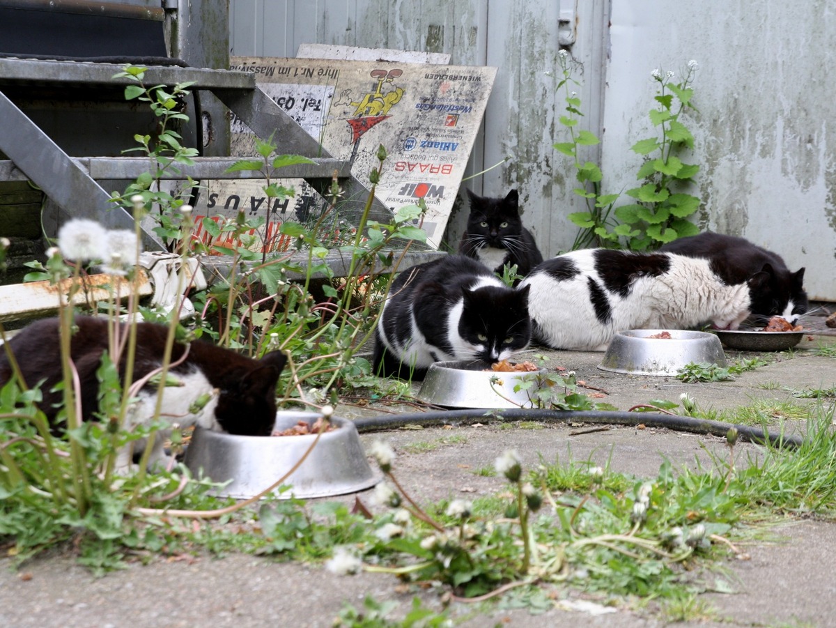 PM - Tierschützer fordern Katzenschutzverordnung für Hamburg