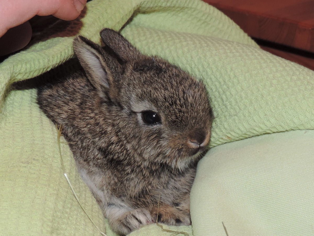 Un vrai  lapin n’est assurément pas un cadeau de Pâques !