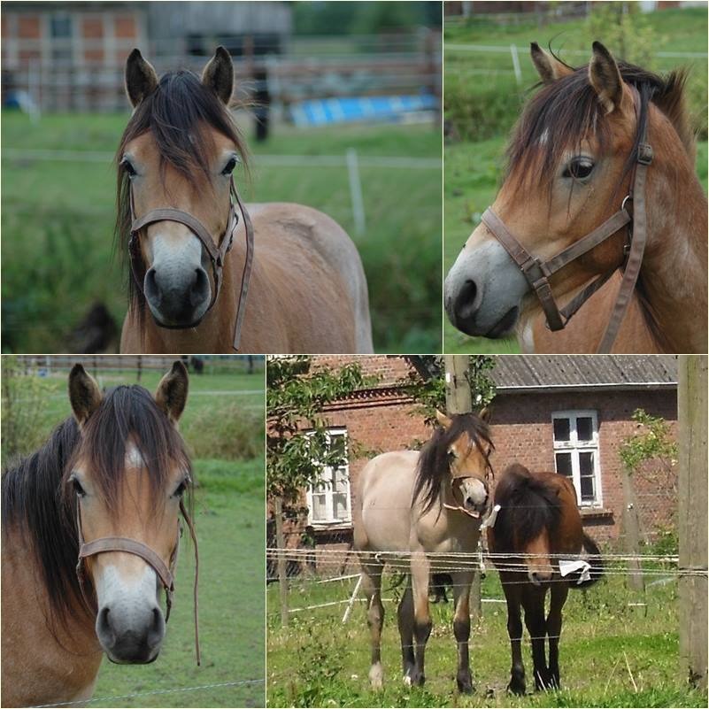 POL-CUX: Unbekannte stehlen Ponyhengst - Polizei fahndet nach 3-jährigem Charly (Bildmaterial)