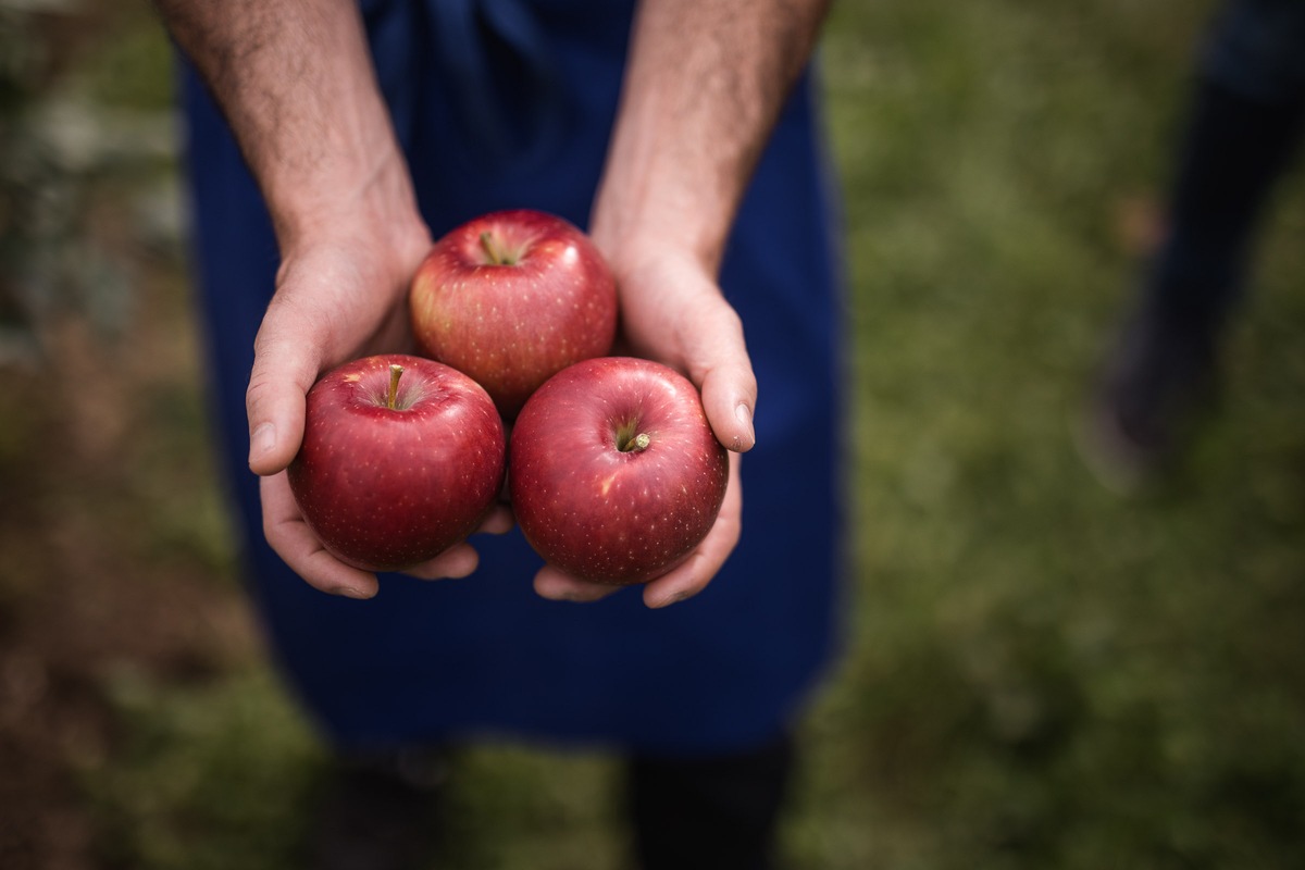 Zeitenwende im Obstregal: Der Gamechanger-Apfel Cosmic Crisp kommt nach Deutschland und setzt völlig neue Maßstäbe