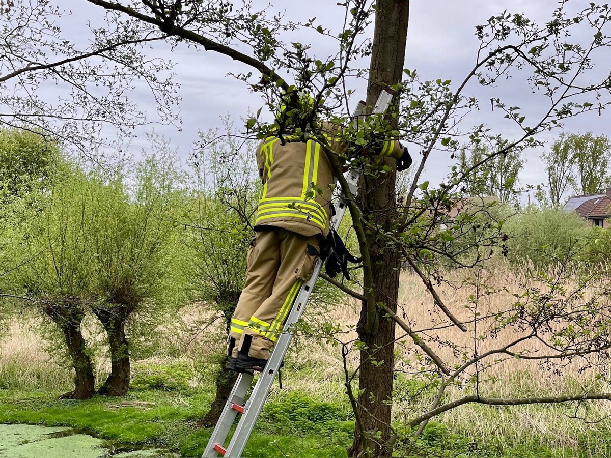 FW Alpen: Katze im Baum