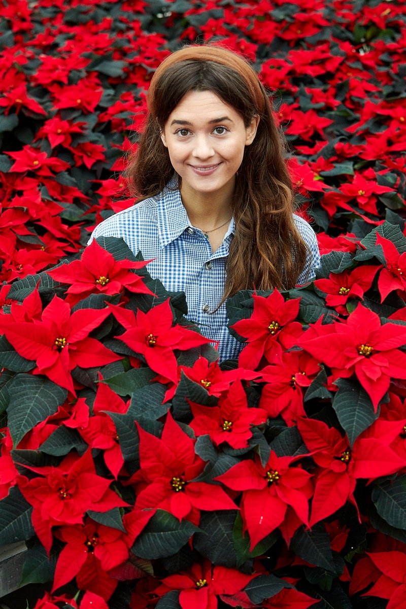 Farbwunder für graue Herbst- und Wintertage / Die Weihnachtsstern-Saison hat begonnen