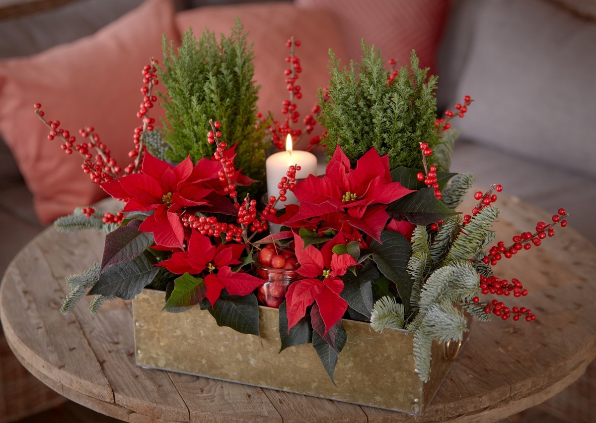 Liebevolle Geschenkideen mit dem Weihnachtsstern: Selber machen liegt im Trend